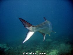 FISH TAILS... 8' TARPON by Andres Larraz 